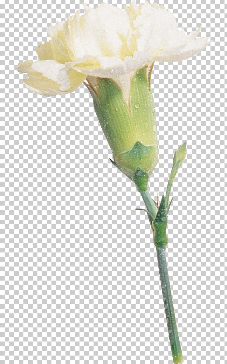 Blue Rose Carnation Cut Flowers PNG, Clipart,  Free PNG Download
