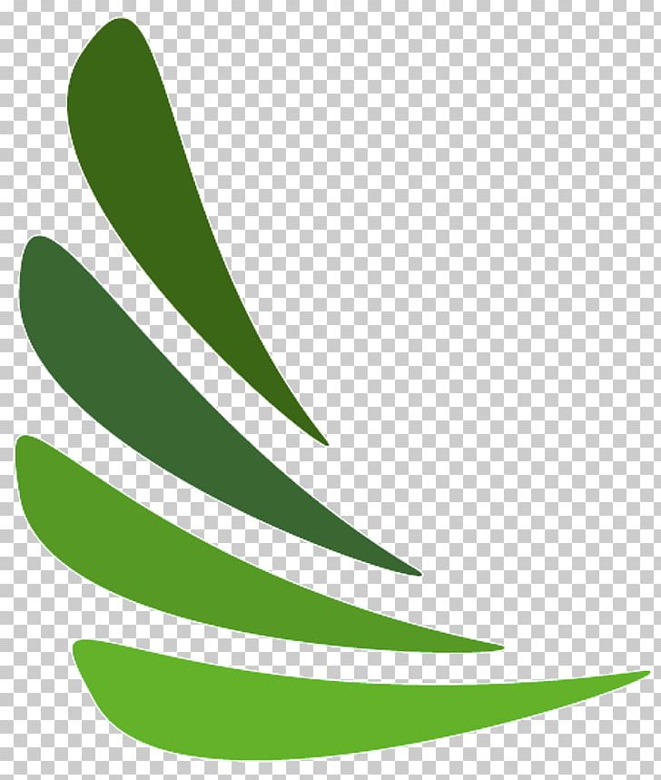 Leaf Plant Stem Line Tree PNG, Clipart, Grass, Green, Leaf, Line, Organism Free PNG Download