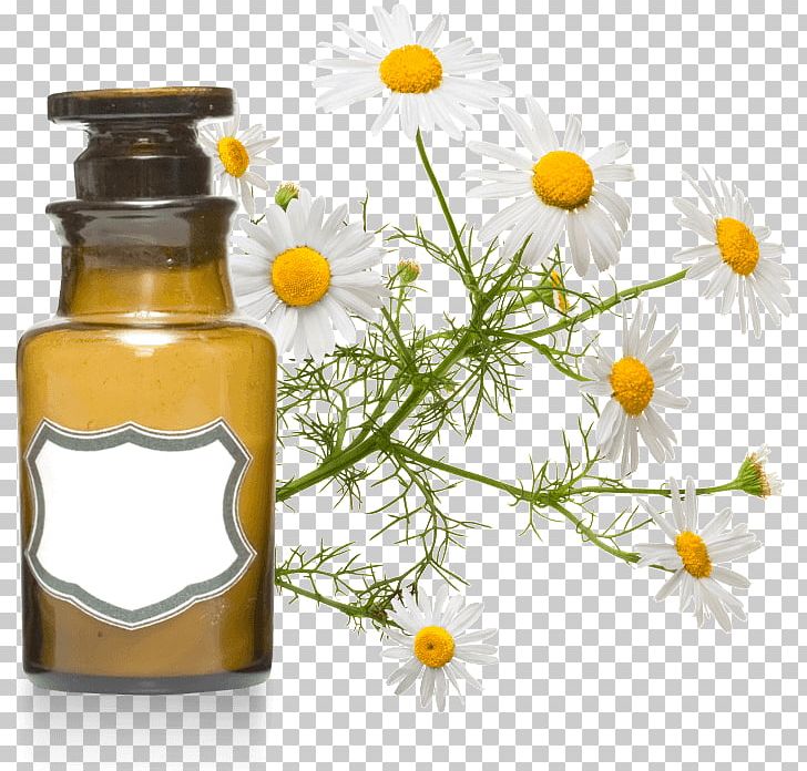 Roman Chamomile Essential Oil Aromatherapy Cajeput Oil PNG, Clipart, Angelica Archangelica, Aromatherapy, Bergamot Essential Oil, Cajeput Oil, Clary Free PNG Download
