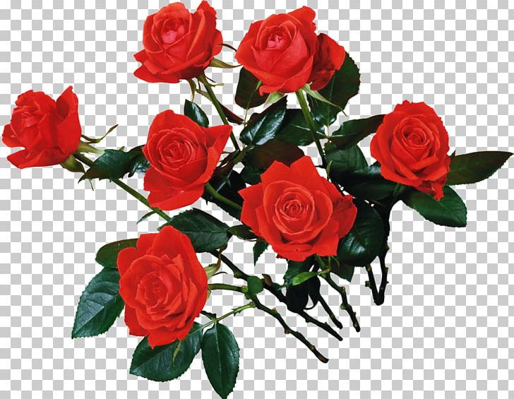 Beach Rose Cut Flowers Red Rose Oil PNG, Clipart, Artificial Flower, Blue, Essential Oil, Floral Design, Floribunda Free PNG Download