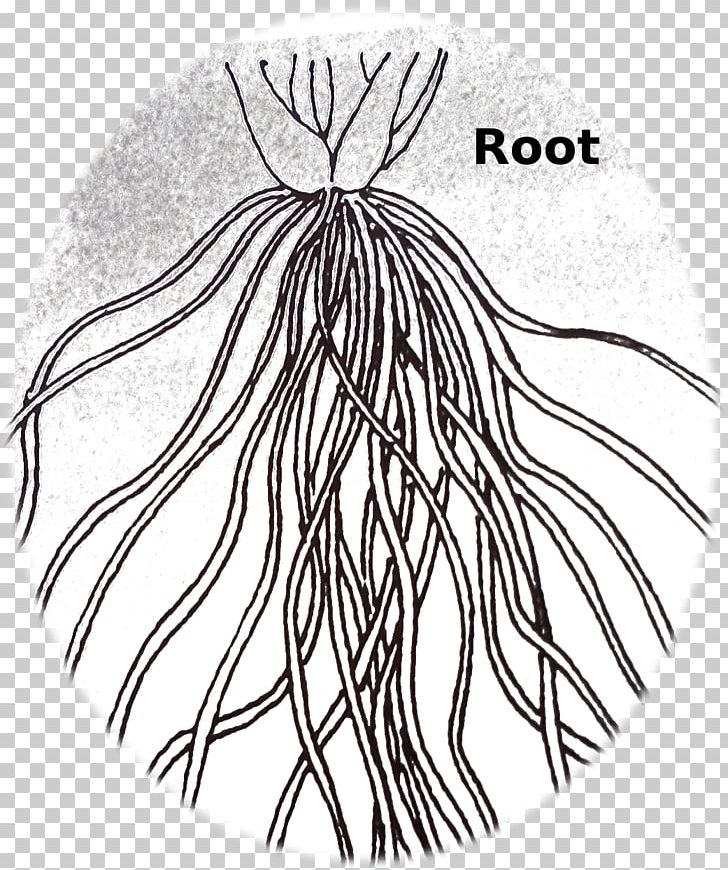 Fibrous Root System Drawing Plant PNG, Clipart, Artwork, Black, Black And White, Drawing, Fibrous Root System Free PNG Download