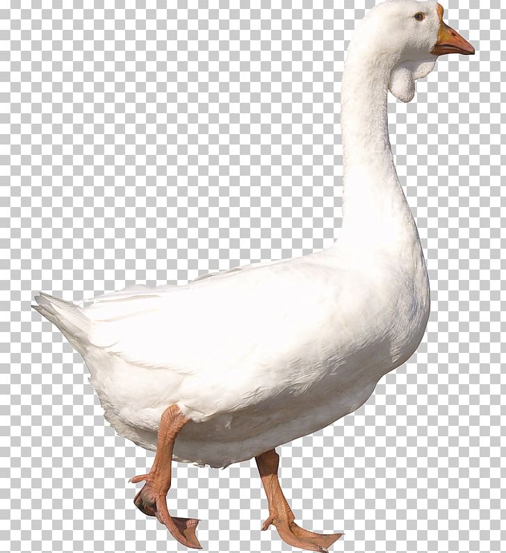 Goose Duck File Formats PNG, Clipart, Animals, Beak, Bird, Cat And Bird, Computer Icons Free PNG Download