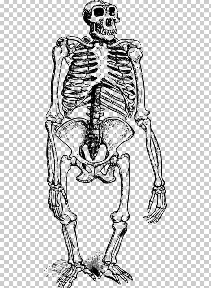 Gorilla Orangutan Ape Skeleton PNG, Clipart, Animal, Animals, Arm, Black, Black Hair Free PNG Download