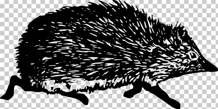 Hedgehog PNG, Clipart, Animal, Animals, Background Black, Black Hair, Black White Free PNG Download