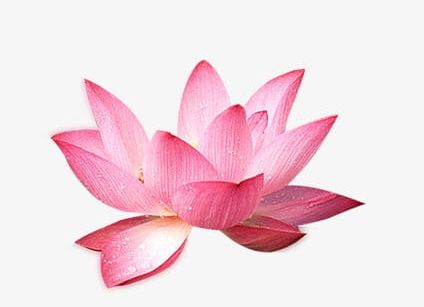 Lotus PNG, Clipart, Backgrounds, Beauty, Beauty In Nature, Blossom, Botany Free PNG Download