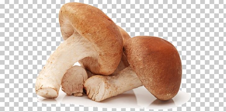 Shiitake Mushroom Korean Cuisine Food Fungus PNG, Clipart, Asian Cuisine, Champignon, Edible Mushroom, Food, Fungus Free PNG Download
