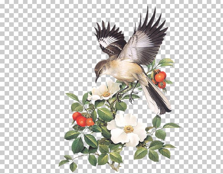 AWBC 2005 Field Guide Promtion Save The Birds Peterson Field Guides PNG, Clipart, Animals, Beak, Bird, Birdwatching, Branch Free PNG Download