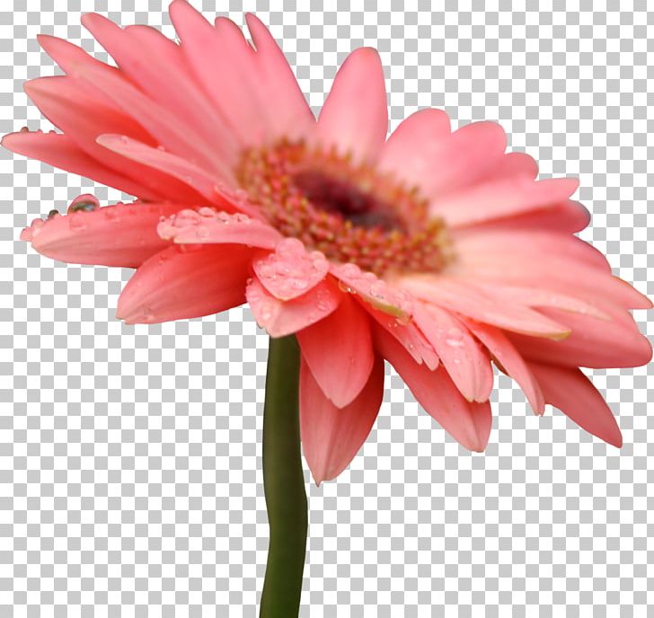 Common Daisy Artificial Flower Transvaal Daisy PNG, Clipart, Annual Plant, Artificial Flower, Closeup, Color, Common Daisy Free PNG Download