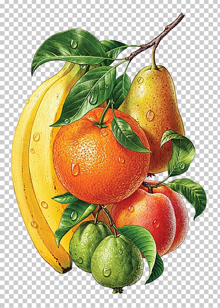 Drawing Painting Illustrator PNG, Clipart, Accessory Fruit, Apple, Art, Bitter Orange, Botany Free PNG Download