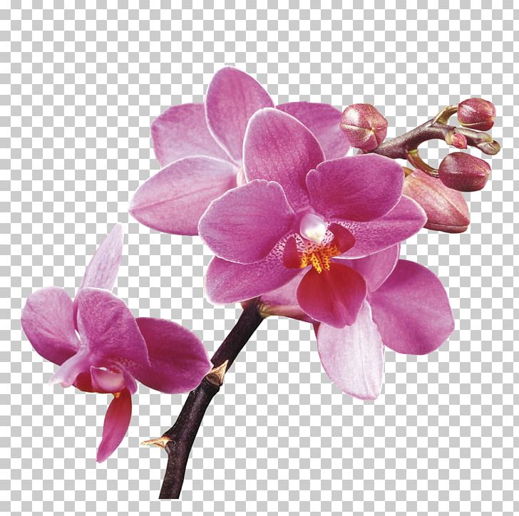 Orchids PNG, Clipart, Blossom, Clip Art, Color, Cut Flowers, Desktop Wallpaper Free PNG Download
