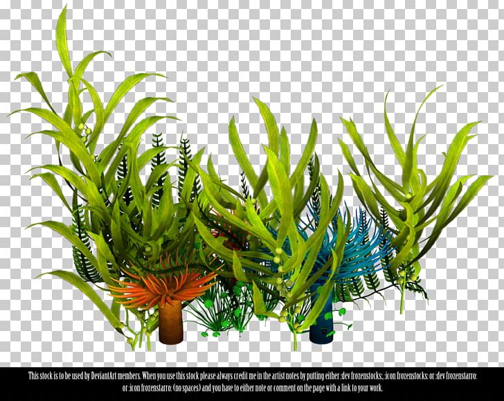 Underwater Aquatic Plants Seaweed PNG, Clipart, Aquarium Decor