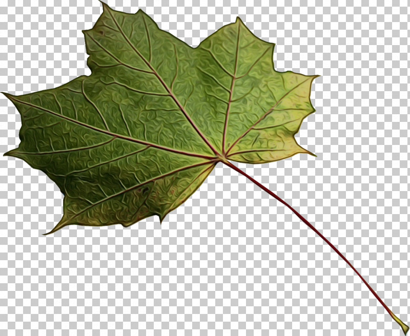 Maple Leaf PNG, Clipart, Biology, Leaf, Maple, Maple Leaf, Paint Free PNG Download