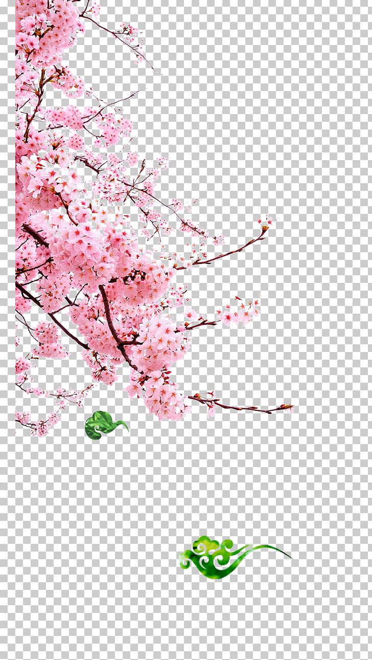 Cherry Blossom Cerasus Pink PNG, Clipart, Beautiful, Blossom, Branch, Branches, Cherry Free PNG Download