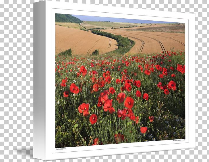 Common Poppy Flowering Plant Meadow PNG, Clipart, Common Poppy, Coquelicot, Field, Flower, Flowering Plant Free PNG Download