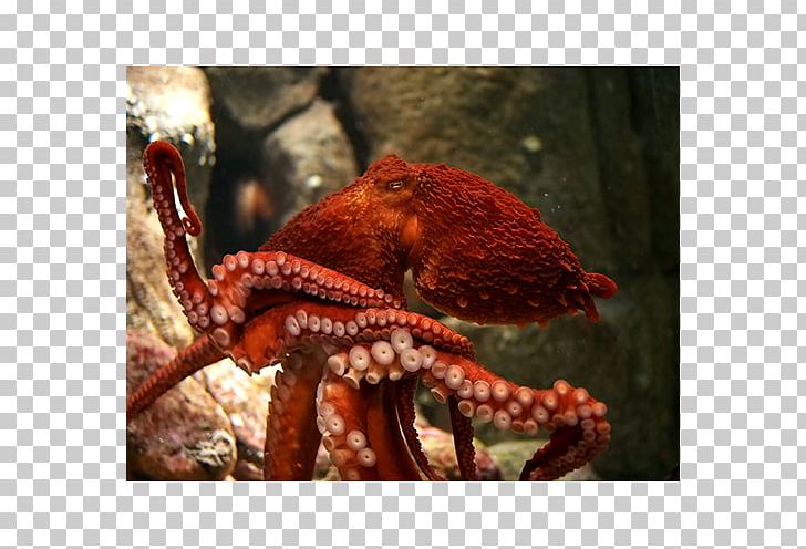 Giant Pacific Octopus Greater Blue-ringed Octopus Female Cephalopod PNG, Clipart, Animal, Animal Source Foods, Blueringed Octopus, Cephalopod, Decapoda Free PNG Download