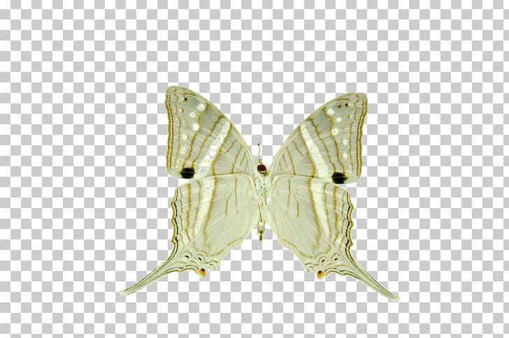 Silkworm Moth PNG, Clipart, Bombycidae, Butterfly, Common, Creative, Creative Commons Free PNG Download