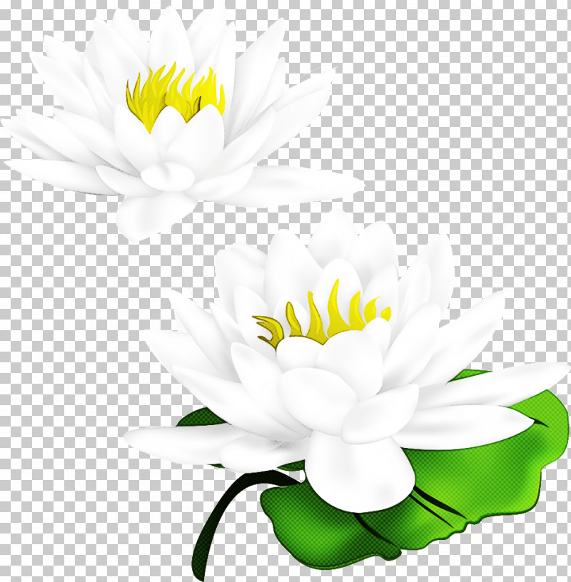 Lotus Flower PNG, Clipart, Aquatic Plant, Blog, Chrysanthemum, Common Daisy, Flower Free PNG Download