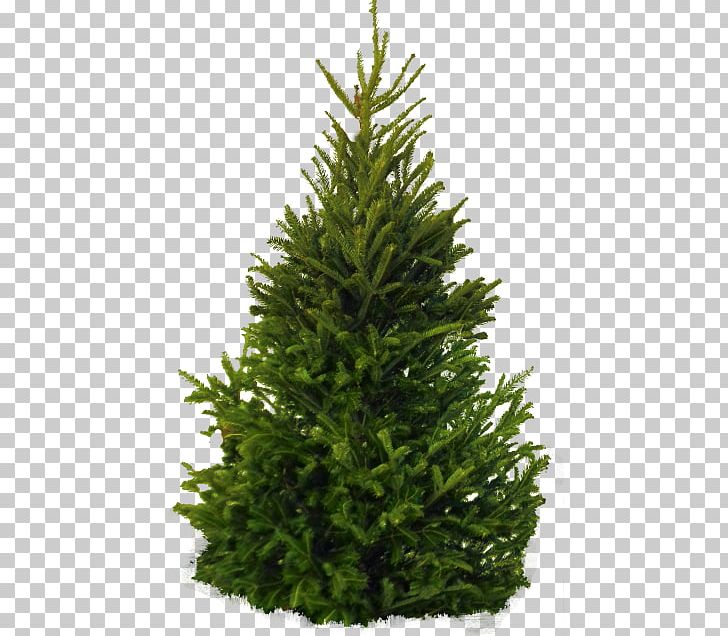 Pine Tree White Fir PNG, Clipart, Balsam Fir, Christmas Decoration, Christmas Tree, Conifer, Conifers Free PNG Download