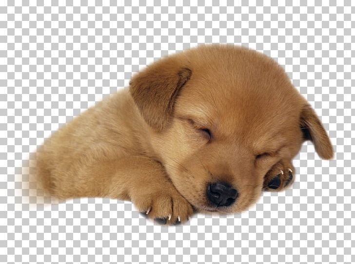 Puppy Golden Retriever Labrador Retriever Kitten Cuteness PNG, Clipart, Animal, Carnivoran, Cat, Companion Dog, Desktop Wallpaper Free PNG Download