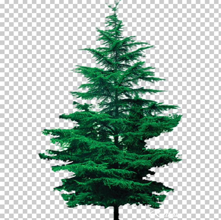 Spruce Tree House Pine Larch PNG, Clipart, Biome, Branch, Christmas Decoration, Christmas Ornament, Conifer Free PNG Download