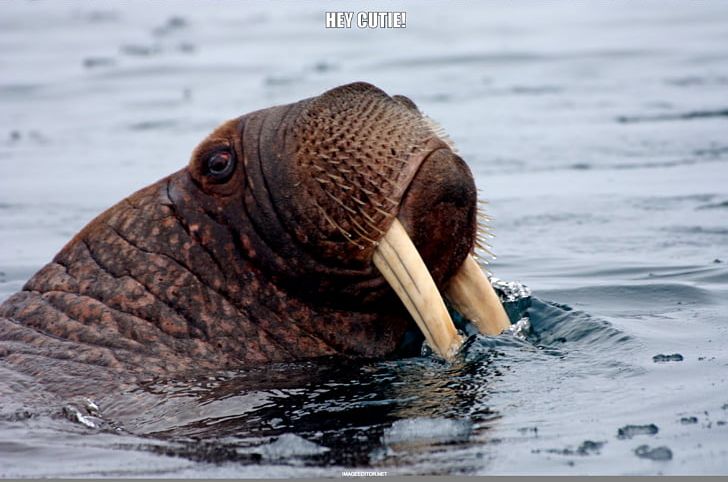 Walrus Chukchi Sea Sea Lion Narwhal Pinniped PNG, Clipart, Animal, Animals, Chukchi Sea, Elephant Seal, Fauna Free PNG Download