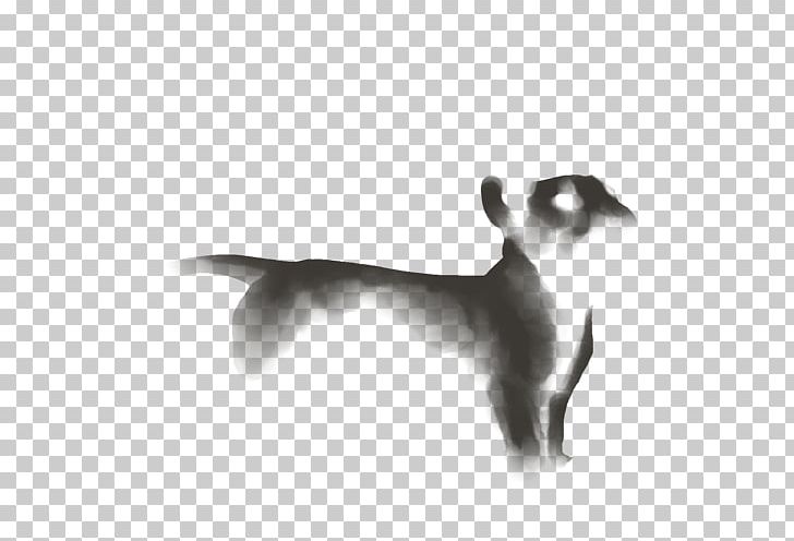 Whiskers Italian Greyhound Cat Dog Breed PNG, Clipart, Animals, Black And White, Breed, Carnivoran, Cat Free PNG Download