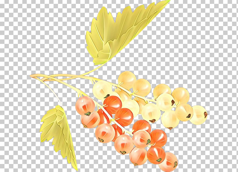 Leaf Plant Fruit Grape Food PNG, Clipart, Flower, Food, Fruit, Grape, Grapevine Family Free PNG Download