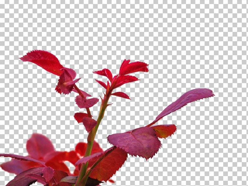 Plant Stem Leaf Cut Flowers Petal Flora PNG, Clipart, Biology, Branching, Cut Flowers, Flora, Flower Free PNG Download