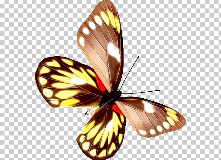 Butterfly Moth Euploea Core PNG, Clipart, Arthropod, Blue Butterfly, Brush Footed Butterfly, Butter, Butterflies Free PNG Download