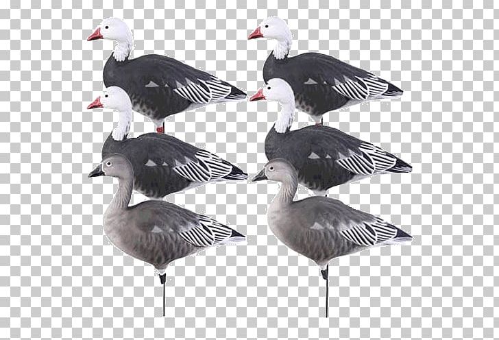 Snow Goose Duck Decoy Duck Decoy PNG, Clipart, Active, Animals, Beak, Bird, Daunenjacke Free PNG Download