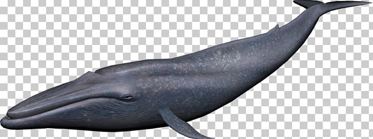 Cetacea PNG, Clipart, Blue Whale, Cetacea, Computer Icons, Desktop Wallpaper, Fauna Free PNG Download