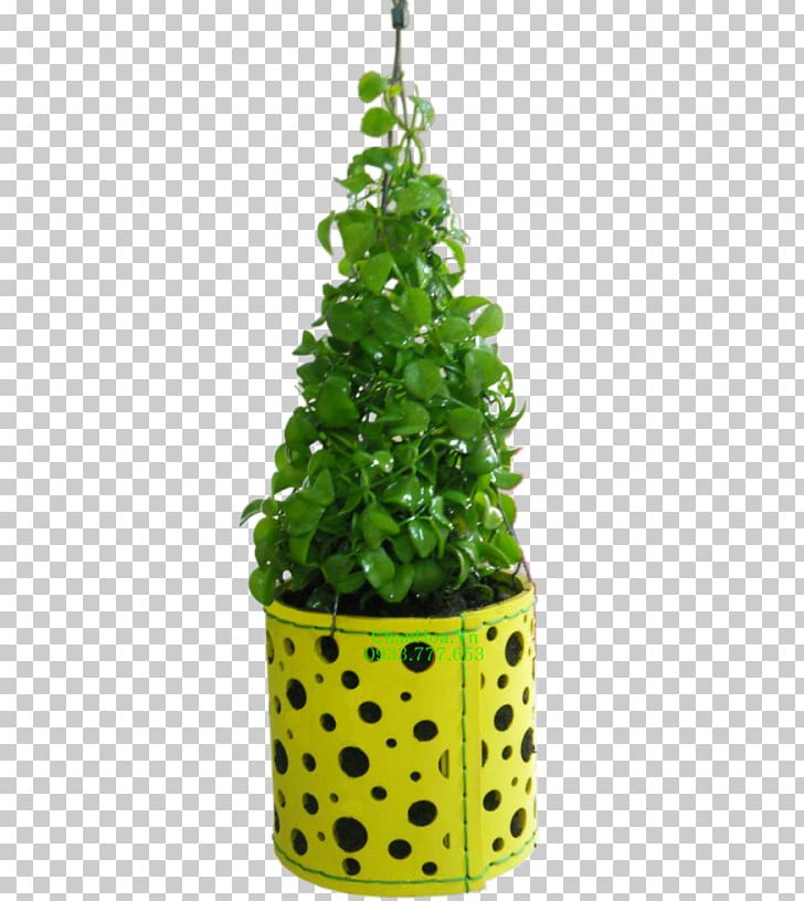 Flowerpot Leaf Houseplant Evergreen Tree PNG, Clipart, Evergreen, Flowerpot, Grass, Green, Herb Free PNG Download