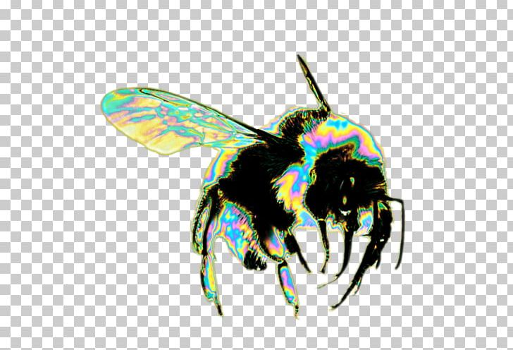 Honey Bee Insect Hornet Bumblebee PNG, Clipart, Aesthetic, Arthropod, Bee, Bee Removal, Bumblebee Free PNG Download