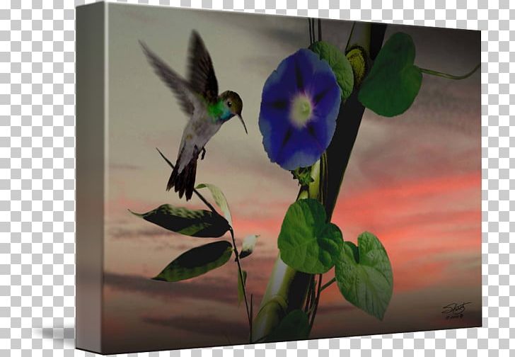 Ruby-throated Hummingbird Art Morning Glory Vine PNG, Clipart, Animal, Art, Art Museum, Bamboo Painting, Beak Free PNG Download
