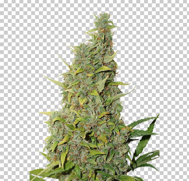 White Widow Autoflowering Cannabis Cannabis Sativa Marijuana PNG, Clipart, Autoflowering Cannabis, Cannabidiol, Cannabis, Cannabis Sativa, Car Free PNG Download