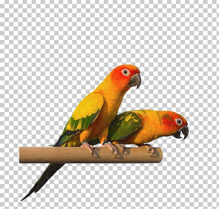 Budgerigar Lovebird Pet Parakeet PNG, Clipart, Animals, Beak, Bird, Budgerigar, Cockatiel Free PNG Download