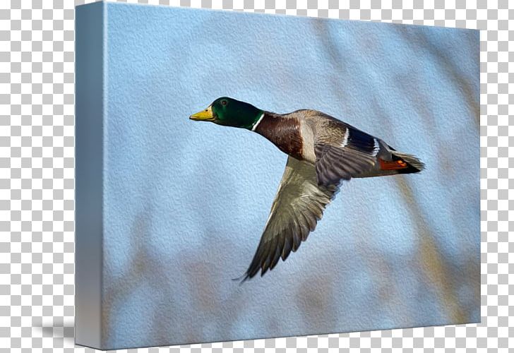 Mallard Duck Flight Feather Beak PNG, Clipart, Beak, Bird, Blanket, Duck, Duck Crossing Free PNG Download