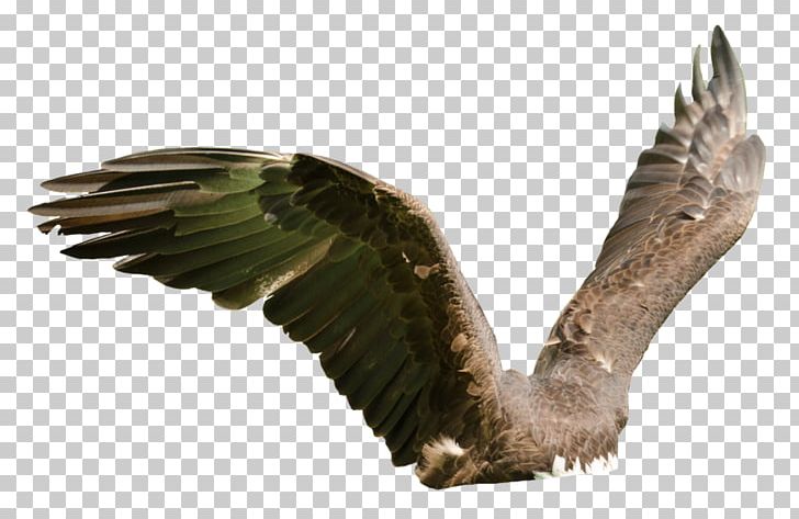 Eagle Bird Of Prey Buzzard Hawk PNG, Clipart, Accipitriformes, Animals, Art, Beak, Bird Free PNG Download