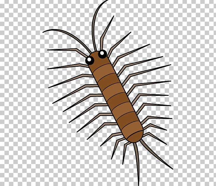 House Centipedes Illustration PNG, Clipart, Artwork, Centipedes, Download, House Centipede, Insect Free PNG Download