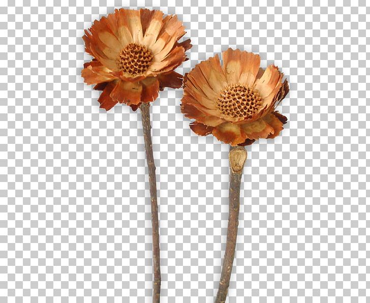 Sugarbushes Transvaal Daisy Protea Repens Protea Compacta Cut Flowers PNG, Clipart, Artificial Flower, Cut Flowers, Daisy, Daisy Family, Flower Free PNG Download