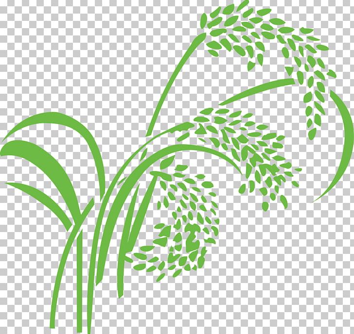 Rice Wheat Caryopsis PNG, Clipart, Branch, Broomcorn, Cartoon, Circle, Crop Free PNG Download
