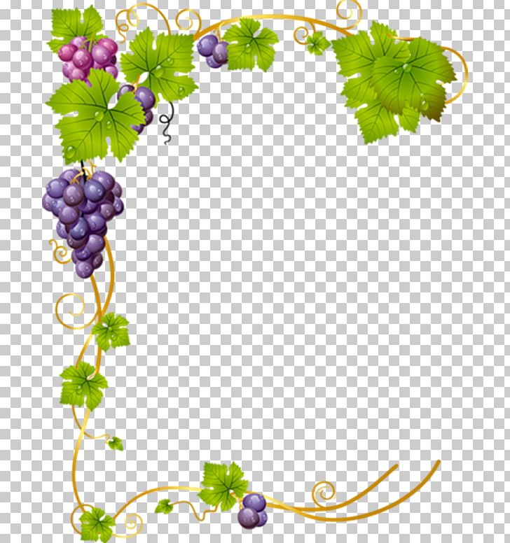 Common Grape Vine Graphics Stock Illustration PNG, Clipart, Branch, Drawing, Flora, Floral Design, Flower Free PNG Download