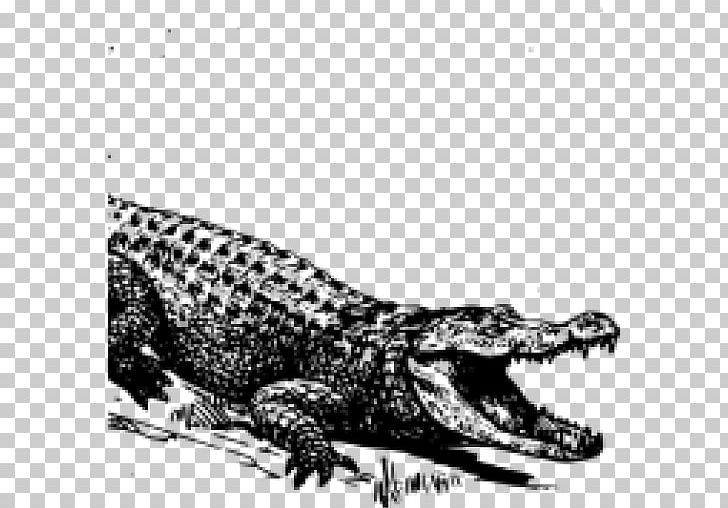 Crocodile Swamplife: People PNG, Clipart, Alligator Clipart, Alligator Hunting, Ame, Animal, Animals Free PNG Download