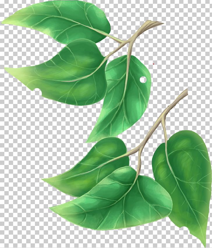Leaf Tree Plant PNG, Clipart, Blue, Branch, Fruit, Green, Green Leaves Free PNG Download