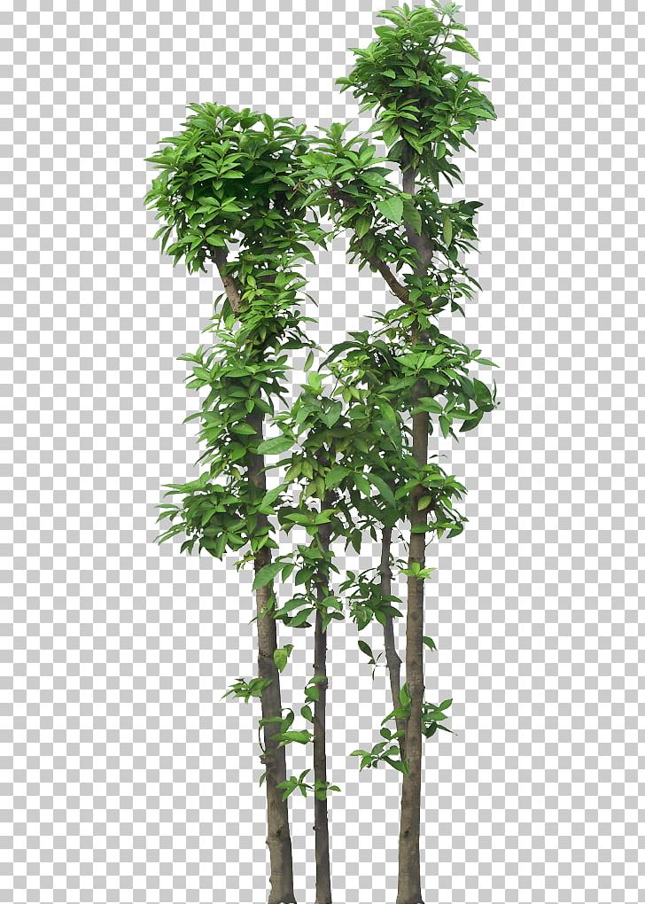 Tree Plant PNG, Clipart, Branch, Drawing, Encapsulated Postscript, Evergreen, Flowerpot Free PNG Download