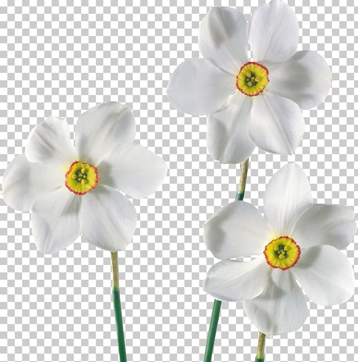 Daffodil Flower PNG, Clipart, Amaryllidaceae, Amaryllis Family, Bulb, Cut Flowers, Daffodil Free PNG Download