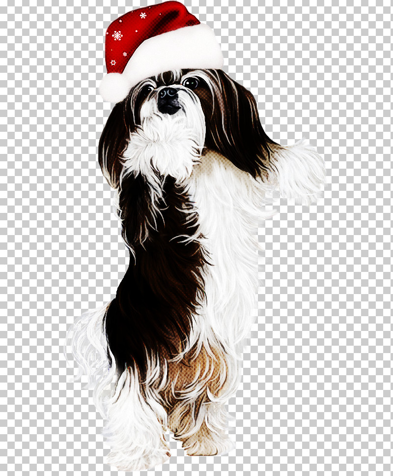 Dog Companion Dog Shih Tzu Tibetan Terrier Rare Breed (dog) PNG, Clipart, Companion Dog, Dog, Havanese, Liver, Long Hair Free PNG Download