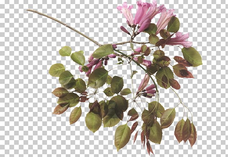 Blog Flower Internet PNG, Clipart, Avatar, Blog, Branch, Flower, Flowering Plant Free PNG Download