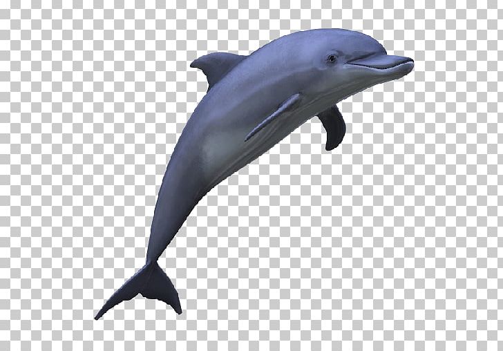 Common Bottlenose Dolphin Computer Icons PNG, Clipart, Animals, Bottlenose Dolphin, Common Bottlenose Dolphin, Desktop Wallpaper, Fauna Free PNG Download