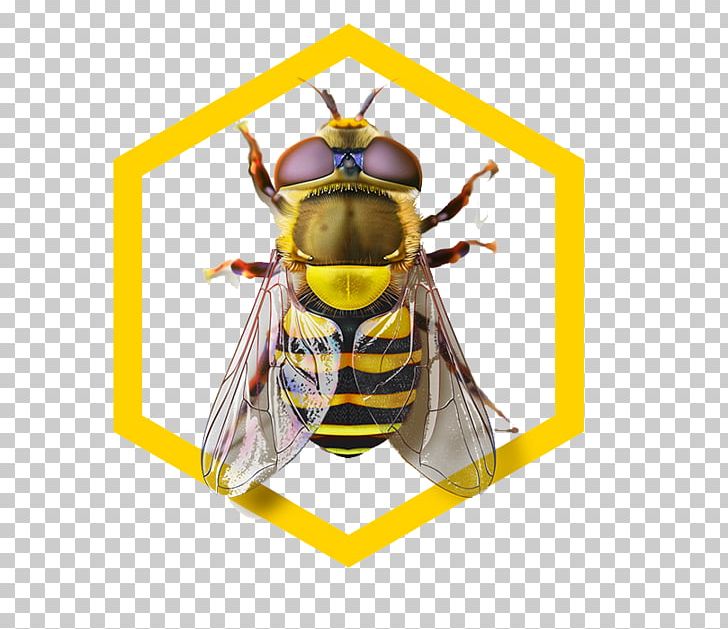Honey Bee Hornet Wasp PNG, Clipart, Abstract Pattern, Arthropod, Bee, Computer Graphics, Encapsulated Postscript Free PNG Download